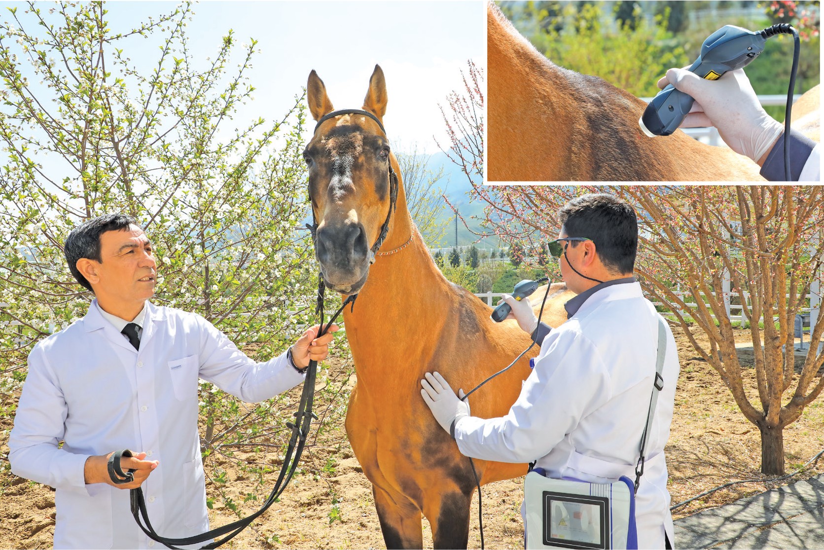 RELEVANCE OF LASER THERAPEUTIC TREATMENT IN HORSE BREEDING