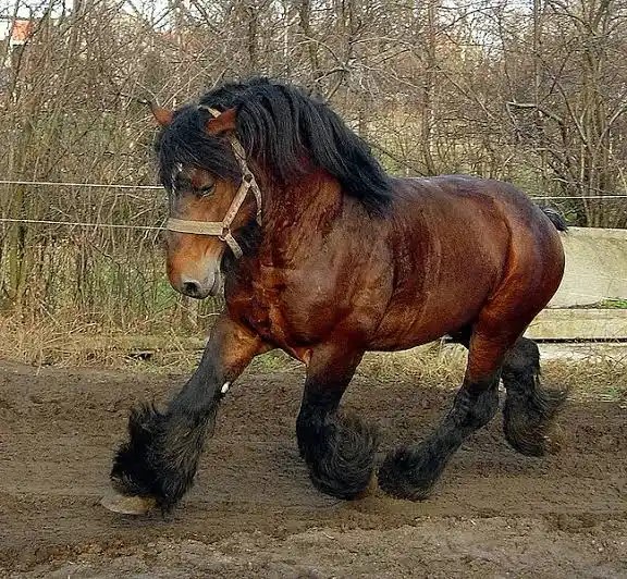 Daşary ýurtlaryň at tohumlary. Belgiýanyň agyr ýük aty.