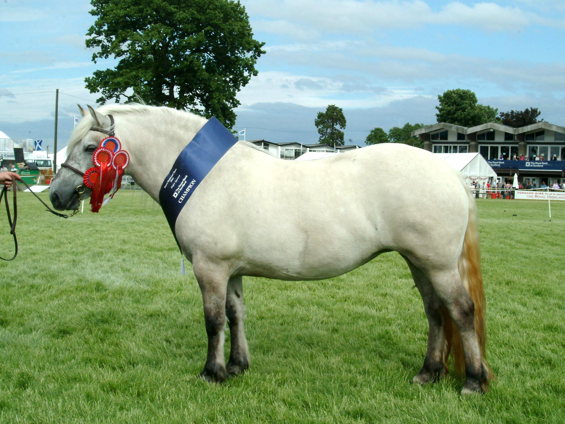 About ponies and little lovely horses (falabellas)